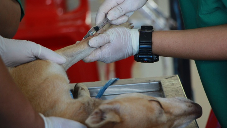 UPTD Klinik Hewan Kota Bandung Gratiskan Pemeriksaan Hewan