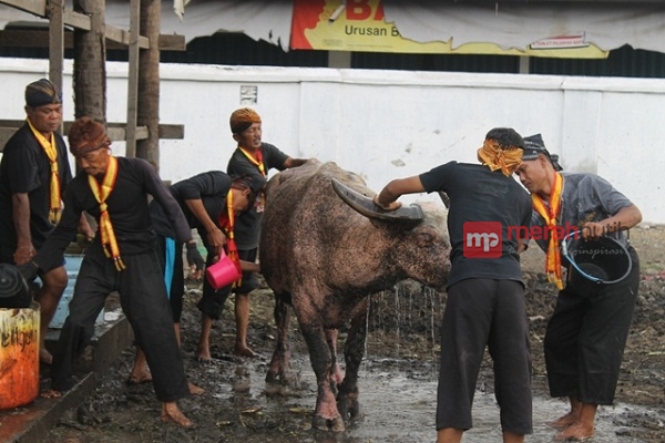  Pusaka Keraton Solo Kiai Joko Mati di Kandang, Pertanda Apa?
