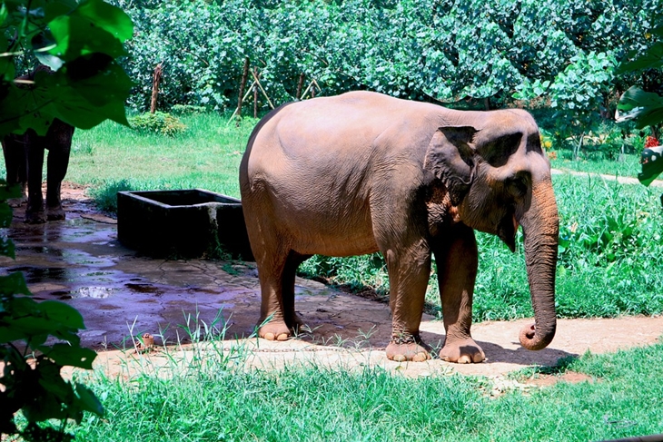 Gajah Sumatera. (Foto: Pixabay/5851928.