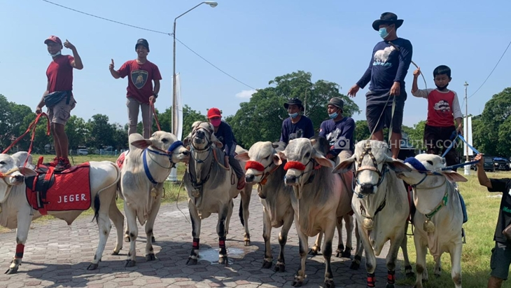 Dongkrak Kunjungan Wisatawan, Puluhan Sapi Dikirab Keliling Kota Solo
