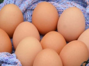 Terus Naik, Harga Telur Ayam di Ambon Sentuh Angka Rp 310 Ribu