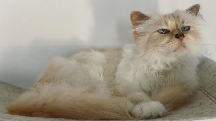 Lebih Pilih Rebahan di Rumah, Choupette Absen di Met Gala 2023