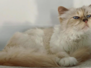 Lebih Pilih Rebahan di Rumah, Choupette Absen di Met Gala 2023