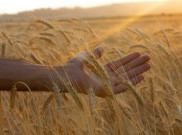 Gandum Berbahaya Bagi Tubuh?