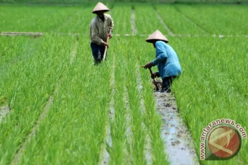 Endapkan Stok, Mentan Ancam Cabut Izin Distributor Pupuk Subsidi