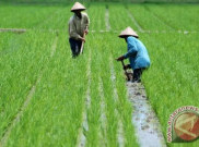 Endapkan Stok, Mentan Ancam Cabut Izin Distributor Pupuk Subsidi