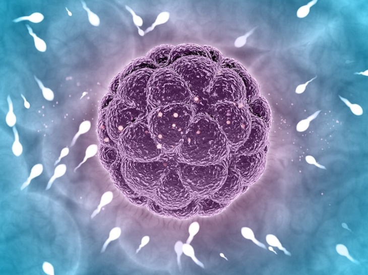 Embrio Sintetis akan Jadi Jawaban untuk Masalah Infertilitas