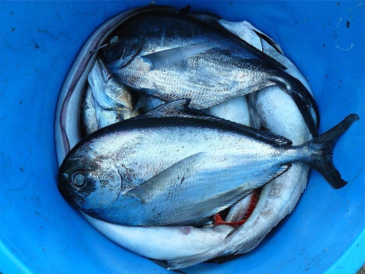Ikan yang dicuci dalam wastafel bisa menyebarkan bakteri. (Foto: Pixabay/Survivor)