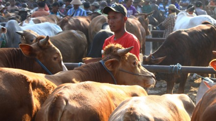 Pemprov DKI Sterilkan Equestrian Park Pulo Mas dari Hewan Kurban