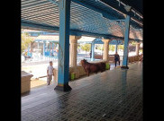Sapi Kurban Masjid Agung Keraton Solo Kabur Tabrak Railing Tangga