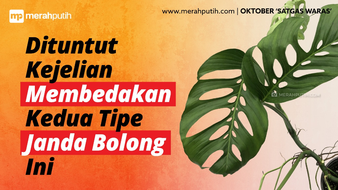 Dituntut Kejelian Membedakan Dua Jenis Monstera Ini