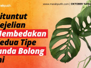 Dituntut Kejelian Membedakan Dua Jenis Monstera Ini