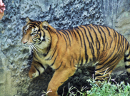 Upaya Menambah Populasi Harimau Sumatera Terkendala
