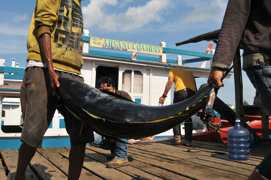 Selain Lezat Ikan Tuna juga Memiliki Segudang Manfaat untuk Kesehatan Manusia