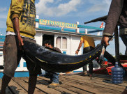 Selain Lezat Ikan Tuna juga Memiliki Segudang Manfaat untuk Kesehatan Manusia