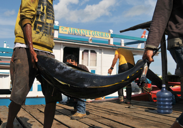 Selain Lezat Ikan Tuna juga Memiliki Segudang Manfaat untuk Kesehatan Manusia
