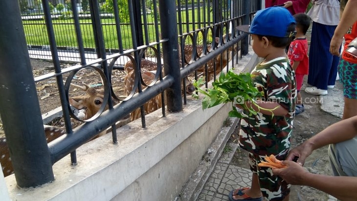 Melihat Kumpulan Rusa Menggemaskan di Gedung Negara Cirebon
