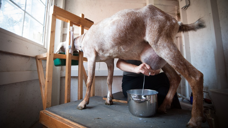 Bolehkah Bayi Minum Susu Kambing?