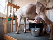 Berbagai Khasiat Susu Kambing untuk Kesehatan Tubuh, Sudah Tahu?
