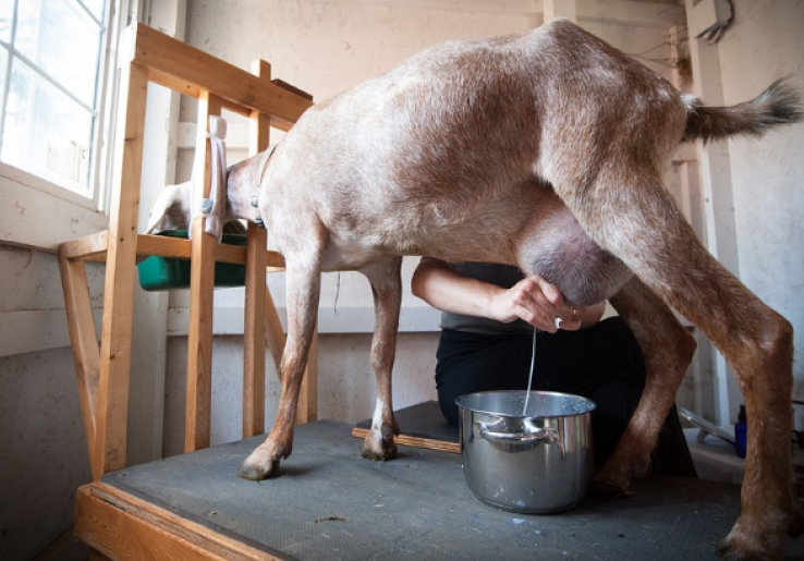 Berbagai Khasiat Susu Kambing untuk Kesehatan Tubuh, Sudah Tahu?