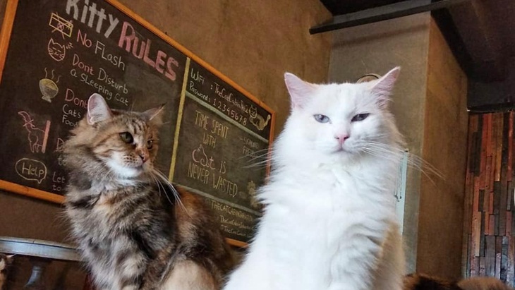Empat Kafe Unik yang Wajib Dikunjungi Pencinta Hewan
