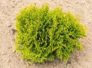 Solusi Lanjut dari Rumput Laut