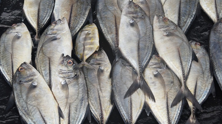 Ikan yang dilombakan di antaranya ikan kue dan bawal. (Foto: Pixabay/jusch)