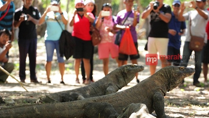 Sejumlah wisatawan menyaksikan komodo di Pulau Komodo, Taman Nasional Komodo. (MP/Dery Ridwansah)