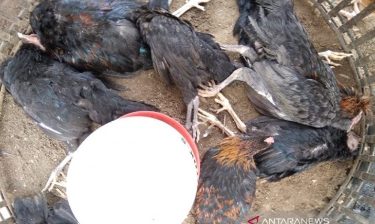 Jepang Dilanda Flu Burung, 143 Ribu Ayam Dimusnahkan