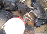 Jepang Dilanda Flu Burung, 143 Ribu Ayam Dimusnahkan