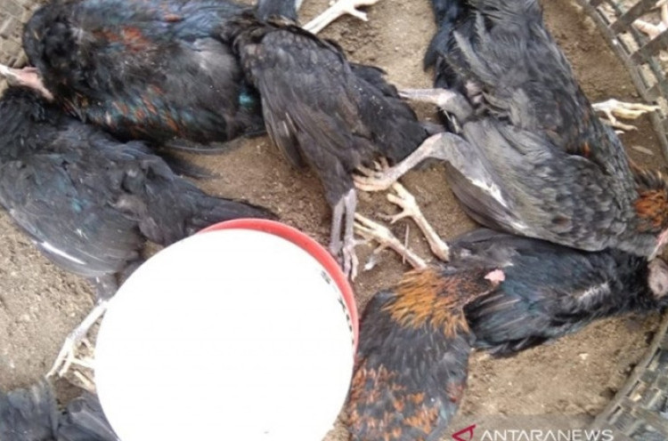 Jepang Dilanda Flu Burung, 143 Ribu Ayam Dimusnahkan