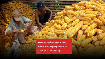 Mentan Perintahkan Bulog Untuk Beli Jagung Petani di Atas Rp 5 Ribu per Kg