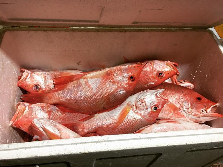 Ikan kakap merah. (Foto: instagram.com/dianpasella)