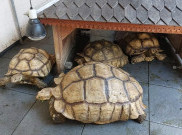 Gibran Hibahkan 8 Ekor Kura-kura Sulcata ke Solo Safari Zoo