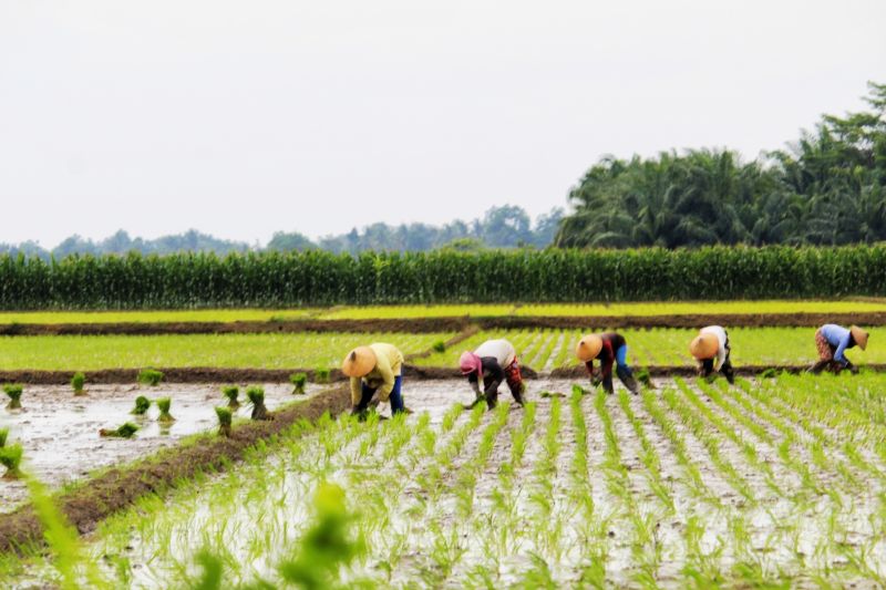 El Nino Bikin Indonesia Bisa Kekurangan Stok Beras Sampai 1,2 Juta Ton