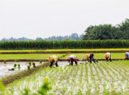 El Nino Bikin Indonesia Bisa Kekurangan Stok Beras Sampai 1,2 Juta Ton