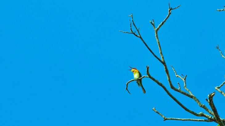 Ditemukan Spesies Baru Burung Berkicau di Indonesia