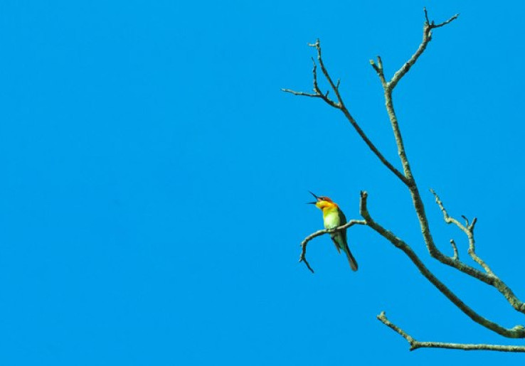 Ditemukan Spesies Baru Burung Berkicau di Indonesia