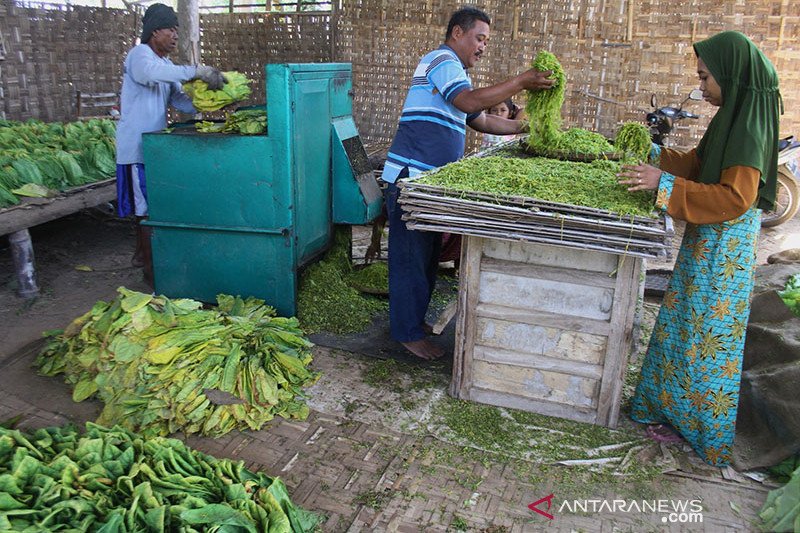 Tembakau. (Foto: Antara)
