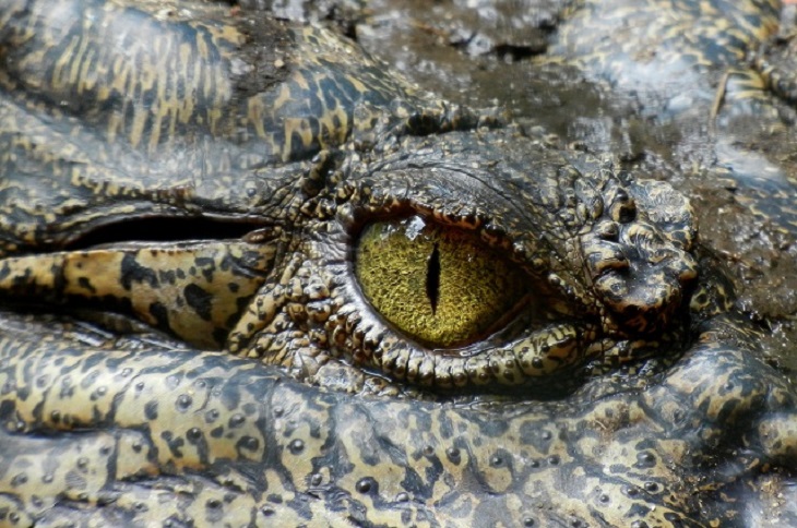 buaya