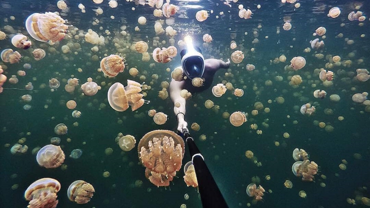 Berenang Bersama Ubur-Ubur Tanpa Harus Tersengat di Pulau Kakaban
