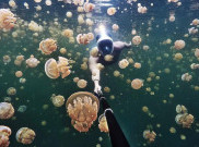 Berenang Bersama Ubur-Ubur Tanpa Harus Tersengat di Pulau Kakaban