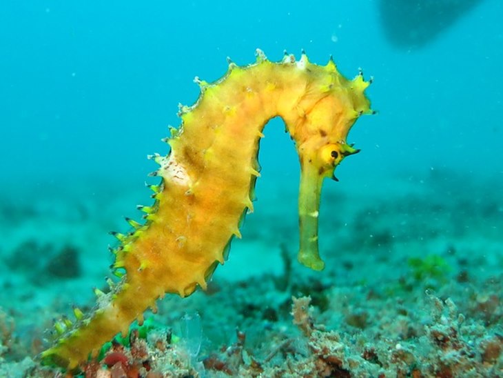 hewan kuda laut