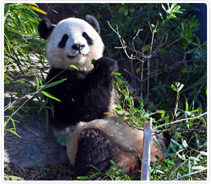 Hubungan Memburuk, Jepang Kembalikan 2 Panda ke China yang Dilepas Penuh Keharuan