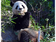 Hubungan Memburuk, Jepang Kembalikan 2 Panda ke China yang Dilepas Penuh Keharuan