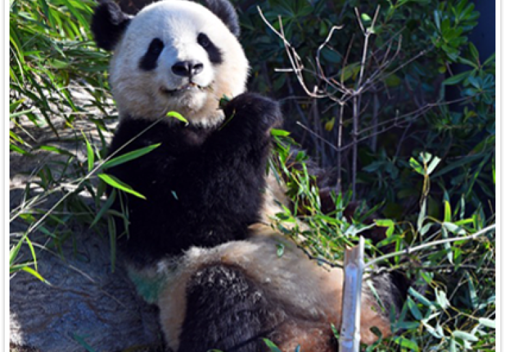 Hubungan Memburuk, Jepang Kembalikan 2 Panda ke China yang Dilepas Penuh Keharuan