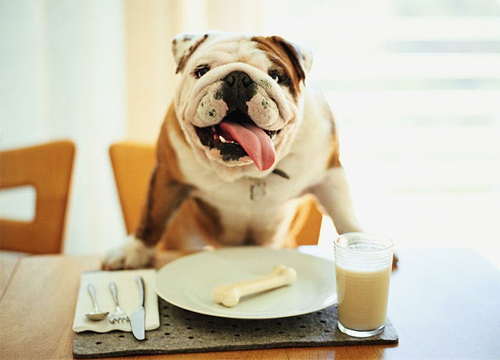 Bulldog. (Foto Pure Wow)