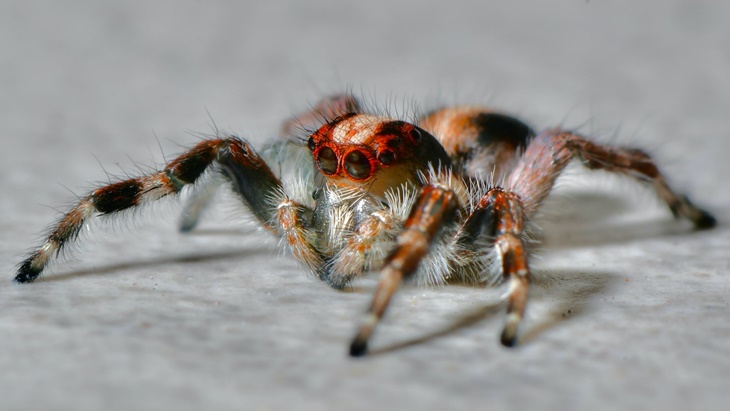 Tarantula Terkesan Seram tapi Datangkan Cuan