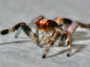 Tarantula Terkesan Seram tapi Datangkan Cuan