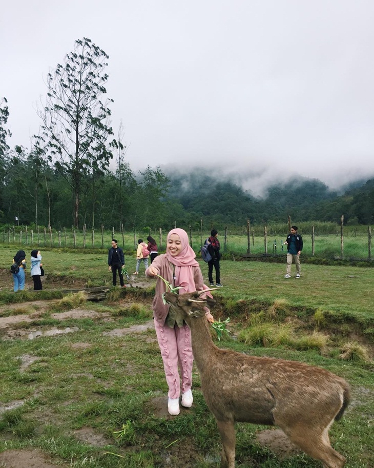 Pengunjung memberi makan rusa di Kampung Cai Ranca Upas. (Foto: instagram.com/ssaabil)